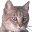 tyoro.gif