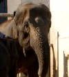 6gouelefant.jpg